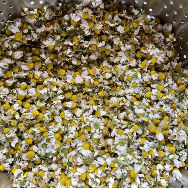 chamomile
